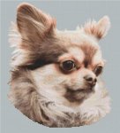 Chihuahua 3 (image for) Chihuahua 3